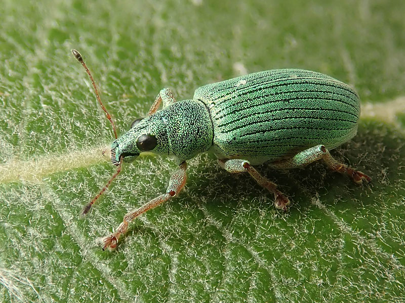 Curculionidae: Polydrusus formosus